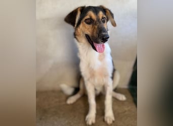 Kati, geb. ca. 03/2025, lebt in GRIECHENLAND, im städt. Tierheim Serres