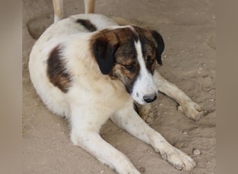 Pitt, geb. ca. 05/2021, lebt in GRIECHENLAND, im städt. Tierheim Serres