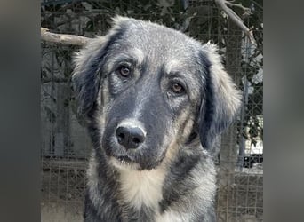 Karla, geb. ca. 03/2023, lebt in GRIECHENLAND, im städt. Tierheim Serres