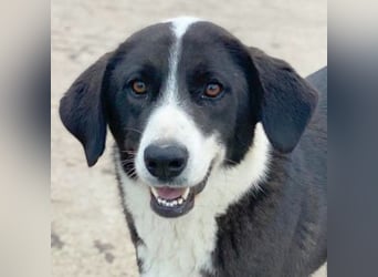 Arielle, geb. ca. 01/2023, lebt in GRIECHENLAND, im städt. Tierheim Serres