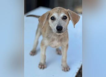 Rosie, geb. ca. 05/2026, lebt in GRIECHENLAND, im städt. Tierheim Serres