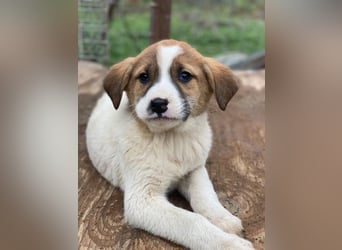 Bufala, geb. ca.11/2025, lebt in GRIECHENLAND, auf einer privaten Pflegestelle