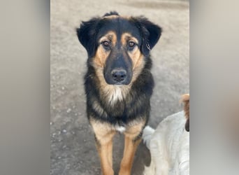 Glinda, geb. ca. 07/2025, lebt in GRIECHENLAND, im städt. Tierheim Serres