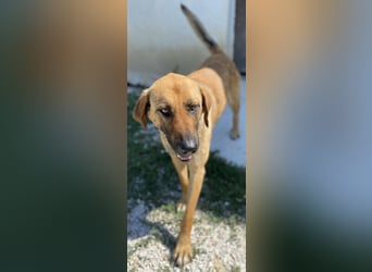 Xawi, geb. ca. 12/2019, lebt in GRIECHENLAND, im städt. Tierheim Serres