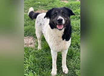 Thanio, geb. ca. 06/2020, lebt in GRIECHENLAND, im städt. Tierheim Serres