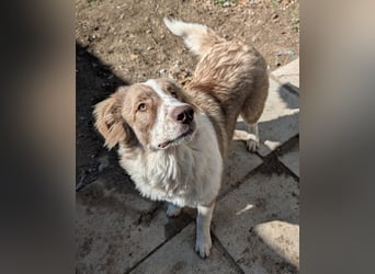 Liona, geb. ca. 12/2024, lebt in GRIECHENLAND, auf einem Gelände, wird notdürftig versorgt