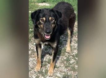 Lavinia, geb. ca. 06/2019, lebt in GRIECHENLAND, im städt. Tierheim Serres
