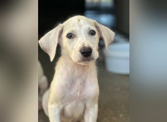 Lily, geb. ca. 05/2026, lebt in GRIECHENLAND, im städt. Tierheim Serres