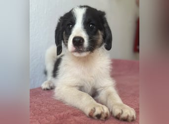 Pina, geb. ca. 05/2026, lebt in GRIECHENLAND, im städt. Tierheim Serres