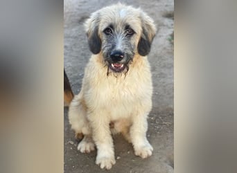 Taigo, geb. ca.09/2025, lebt in GRIECHENLAND, im städt. Tierheim Serres