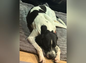 Attila, geb. ca. 08/2024, lebt auf einer Pflegestelle in 67735 Mehlbach