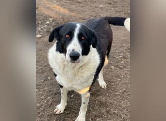 Franka, geb. ca. 06/2019, lebt in GRIECHENLAND, im städt. Tierheim Serres