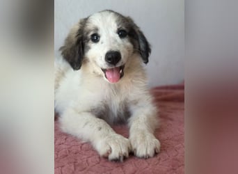 Paloma, geb. ca. 05/2026, lebt in GRIECHENLAND, im städt. Tierheim Serres