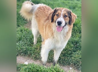 Barkley, geb. ca. 10/2024, lebt in GRIECHENLAND, auf einer privaten Pflegestelle