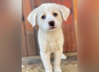 Nacho, geb. ca. 03/2026, lebt in GRIECHENLAND, auf einer privaten Pflegestelle