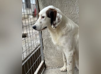 Fidi, geb. ca. 08/2025, lebt in GRIECHENLAND, im städt. Tierheim Serres
