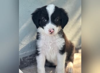 Tinkerbelle, geb. ca. 06/2026, lebt in GRIECHENLAND, im städt. Tierheim Serres