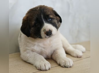 Calma, geb. ca. 01/2026, lebt in GRIECHENLAND, auf einer privaten Pflegestelle