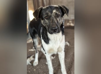 Kaiser, geb. ca. 12/2023, lebt in GRIECHENLAND, auf einem Gelände, Hunde werden notdürftig versorgt