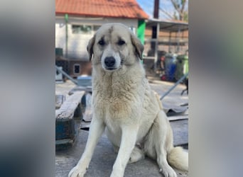 Monya, geb. ca. 10/2021, lebt in GRIECHENLAND, im städt. Tierheim Serres