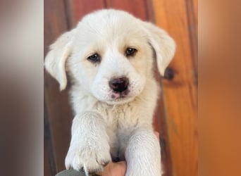 Nacho, geb. ca. 03/2026, lebt in GRIECHENLAND, auf einer privaten Pflegestelle