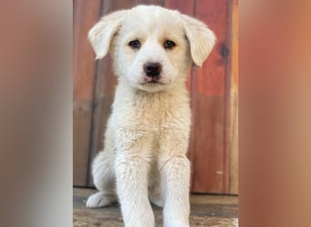 Nacho, geb. ca. 03/2026, lebt in GRIECHENLAND, auf einer privaten Pflegestelle