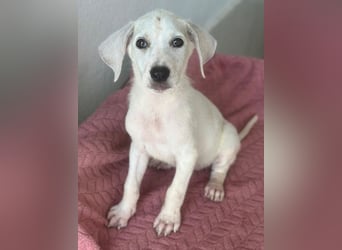 Lily, geb. ca. 05/2026, lebt in GRIECHENLAND, im städt. Tierheim Serres