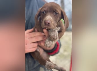 Castanea, geb. ca. 11/2025, lebt in GRIECHENLAND, auf einer privaten Pflegestelle