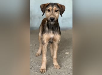 Woody, geb. ca. 02/2026, lebt in GRIECHENLAND, im städt. Tierheim Serres