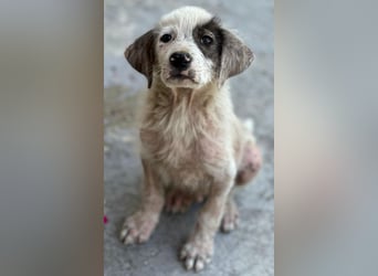 Jari, geb. ca. 05/2026, lebt in GRIECHENLAND, im städt. Tierheim Serres
