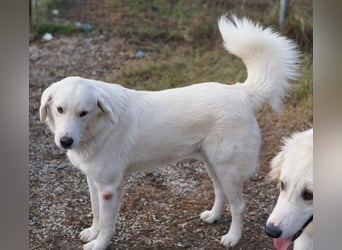 Idallo, geb. ca. 12/2020, lebt in GRIECHENLAND, im städt. Tierheim Serres