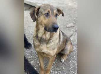 Novo, geb. ca. 04/2023, lebt in GRIECHENLAND, im städt. Tierheim Serres