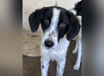 Amora, geb. ca. 03/2024, lebt in GRIECHENLAND, auf einer privaten Pflegestelle