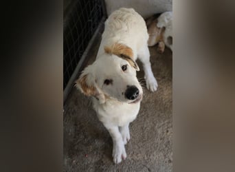 Kembro, geb. ca. 04/2025, lebt in GRIECHENLAND, im städt. Tierheim Serres