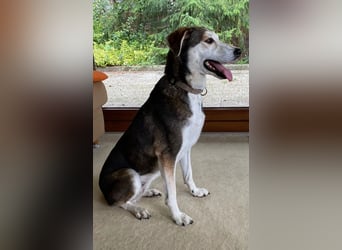 Portia, geb. ca. 06/2017, lebt auf einer Pflegestelle in 21220 Seevetal