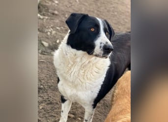 Franka, geb. ca. 06/2019, lebt in GRIECHENLAND, im städt. Tierheim Serres