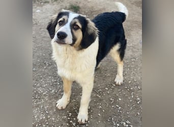 Rhydan, geb. ca.09/2025, lebt in GRIECHENLAND, im städt. Tierheim Serres