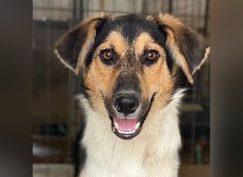 Kati, geb. ca. 03/2025, lebt in GRIECHENLAND, im städt. Tierheim Serres