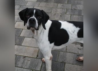 Attila, geb. ca. 08/2024, lebt auf einer Pflegestelle in 67735 Mehlbach