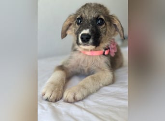 Karolina, geb. ca. 03/2026, lebt in GRIECHENLAND, im städt. Tierheim Serres