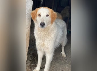 Tobby, geb. ca. 11/2022, lebt in GRIECHENLAND, im städt. Tierheim Serres