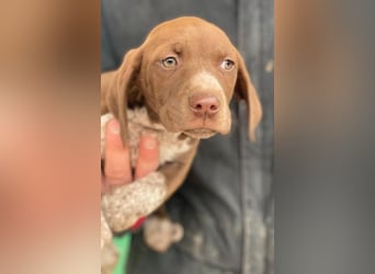 Castanea, geb. ca. 11/2025, lebt in GRIECHENLAND, auf einer privaten Pflegestelle