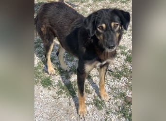 Lavinia, geb. ca. 06/2019, lebt in GRIECHENLAND, im städt. Tierheim Serres