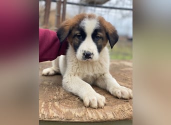 Diavolo, geb. ca. 11/2025, lebt in GRIECHENLAND, auf einer privaten Pflegestelle