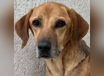 Angelina, geb. ca. 07/2022, lebt in GRIECHENLAND, im städt. Tierheim Serres