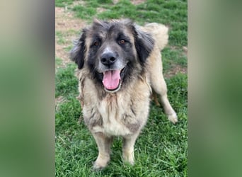 Harper, geb. ca. 12/2018, lebt in GRIECHENLAND, im städt. Tierheim Serres