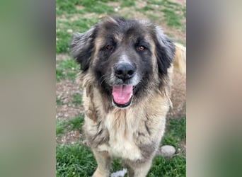 Harper, geb. ca. 12/2018, lebt in GRIECHENLAND, im städt. Tierheim Serres