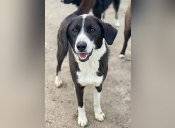 Arielle, geb. ca. 01/2023, lebt in GRIECHENLAND, im städt. Tierheim Serres