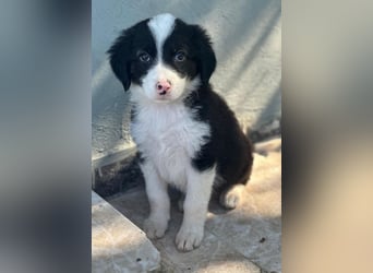 Tinkerbelle, geb. ca. 06/2026, lebt in GRIECHENLAND, im städt. Tierheim Serres