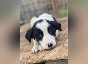 Hawaii, geb. ca. 11/2025, lebt in GRIECHENLAND, auf einer privaten Pflegestelle